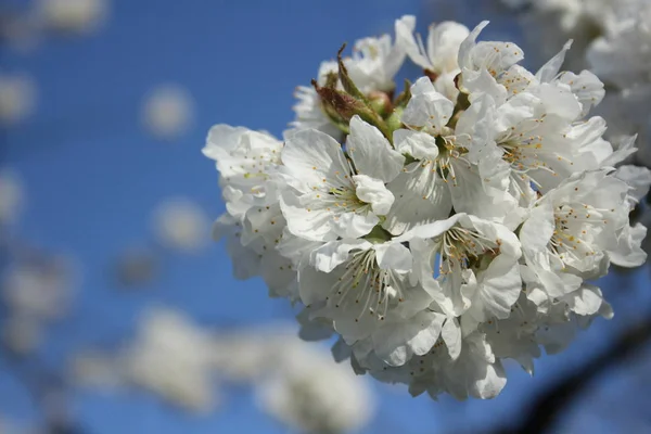 Vår Blomma Blommor Träd Körsbär Blomma — Stockfoto