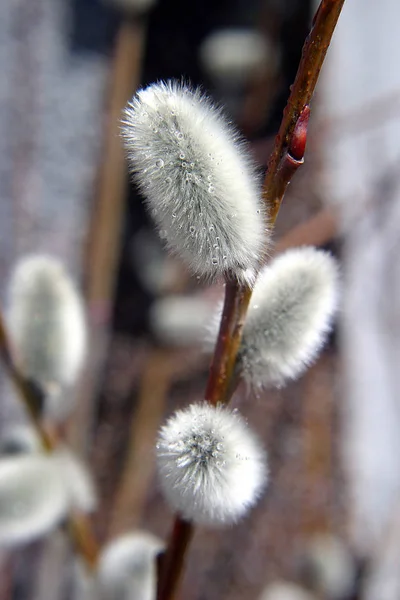 Pussy Willow Spring — Stock Fotó