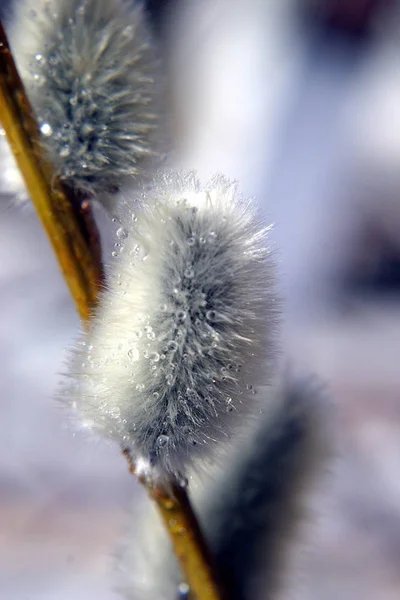 Schöne Botanische Aufnahme Natürliche Tapete — Stockfoto