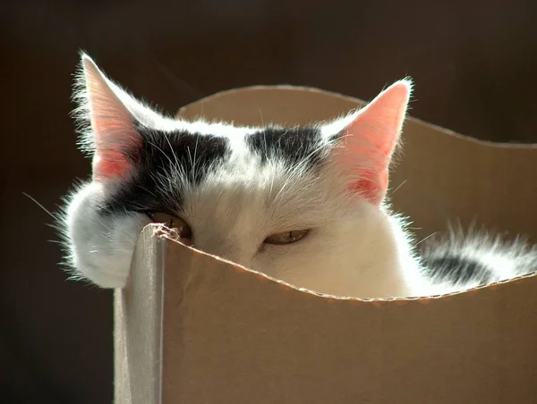 Kucing Dalam Kotak — Stok Foto