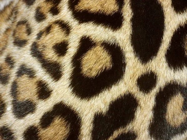 Мисливець Ягуарів Великий Кіт Дика Тварина — стокове фото