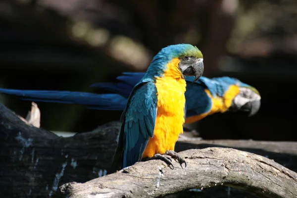 Schilderachtig Uitzicht Prachtige Papegaai Natuur — Stockfoto