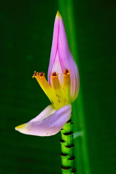 Bananblomma Träd Flora Och Bladverk Naturen — Stockfoto