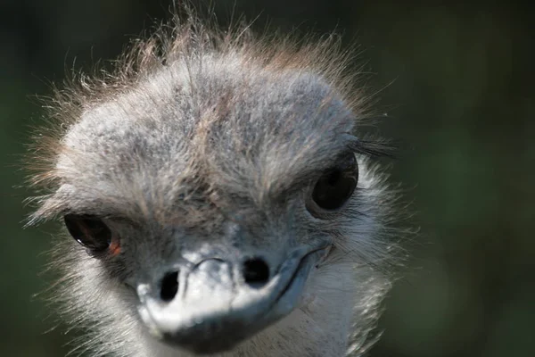 Vacker Utsikt Över Vackra Strutsar Naturen — Stockfoto