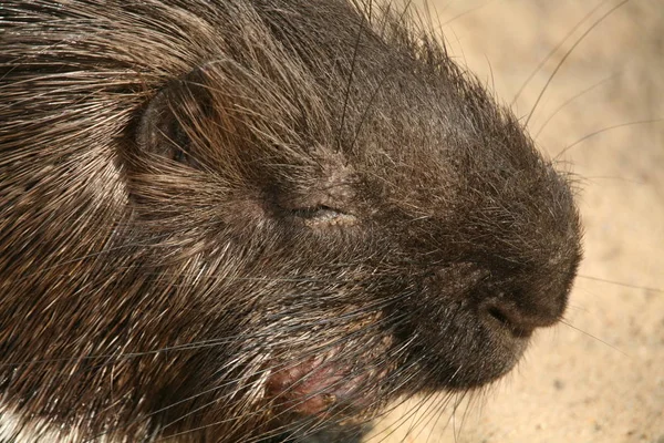 Porcupine Animal Vida Selvagem Fauna Natureza — Fotografia de Stock