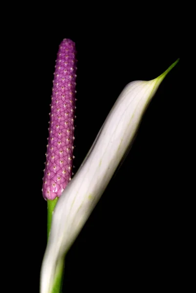 Güzel Çiçekler Çiçek Konsepti — Stok fotoğraf