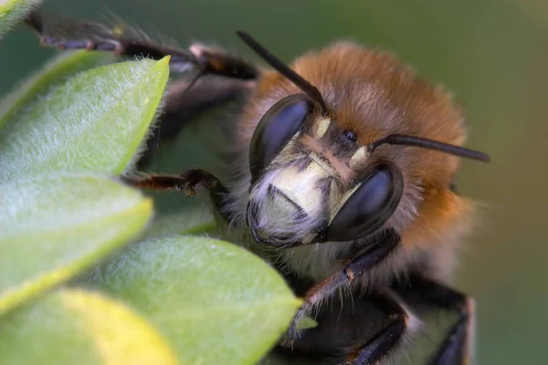 Close Zicht Insect Natuur — Stockfoto