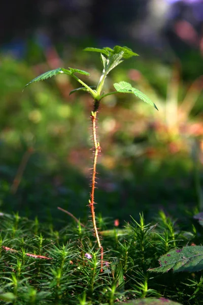 Las Bayas Negras Rubus Fruticosus Agg Pertenece Extenso Mundialmente Distribuido — Foto de Stock