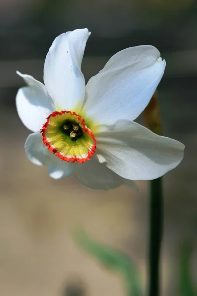 Narcissus Spring Flower Petals Flora — Stock Photo, Image