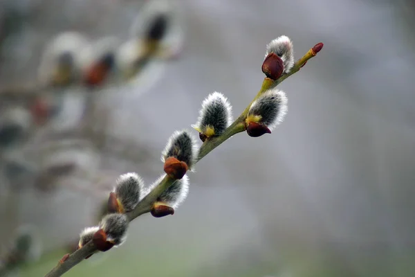 Pussy Willow Spring Catkin — Φωτογραφία Αρχείου