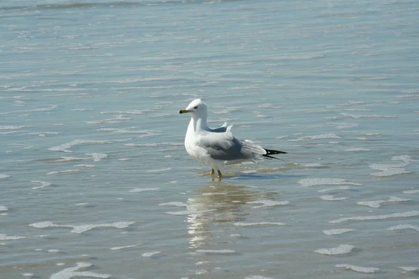 Scenic View Beautiful Cute Gull Bird — Stock Photo, Image