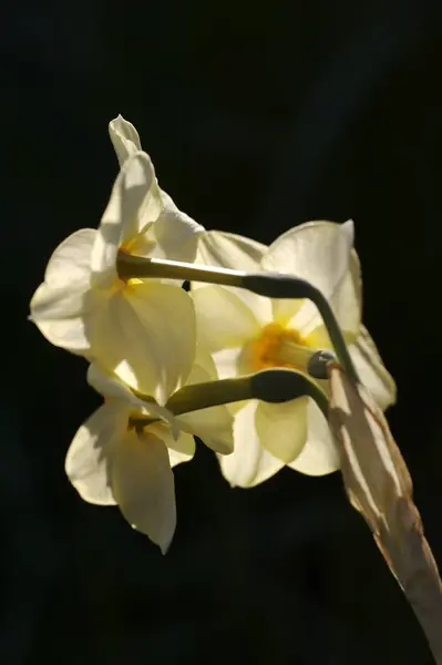 Narzissen Frühlingsblumenblätter Flora — Stockfoto