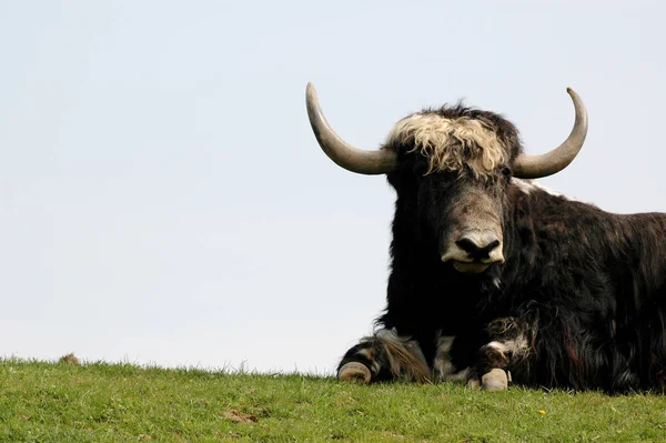 Buffalo Animaux Herbivores Faune — Photo