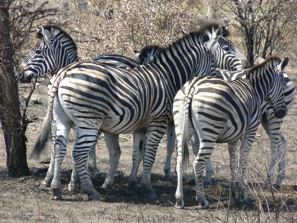 Afrykański Czarny Biały Zebra Zwierzę — Zdjęcie stockowe