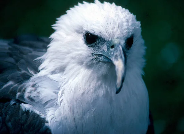 Aussichtsreiche Aussicht Auf Schöne Vögel Der Natur — Stockfoto