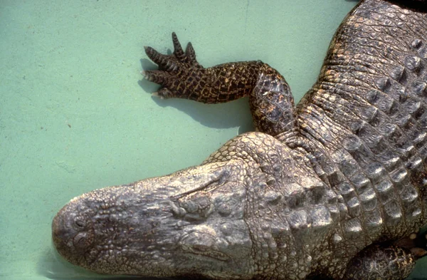 Crocodile Alligator Carnivore Animal — Stock Photo, Image
