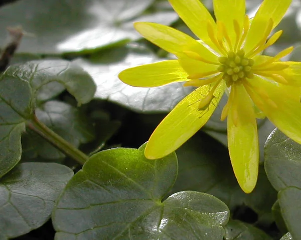 Casa Folha Verde Pequena Flor Amarela — Fotografia de Stock