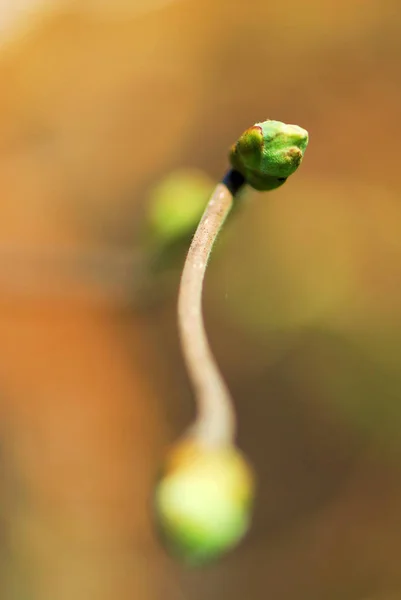 Bel Colpo Botanico Carta Parati Naturale — Foto Stock