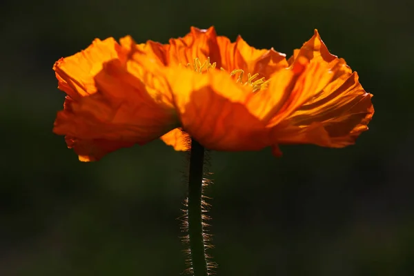 Nahaufnahme Von Schönen Wilden Mohnblumen — Stockfoto