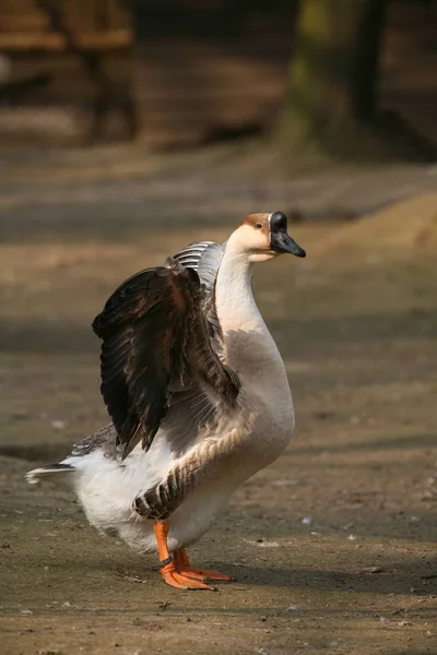 Utsikt Över Vacker Fågel Naturen — Stockfoto