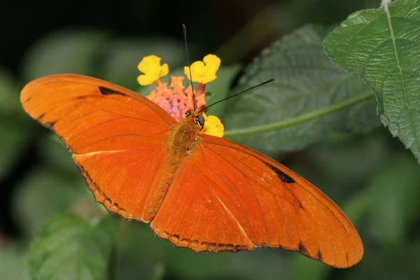 Vue Rapprochée Belle Exotique Faiblir — Photo