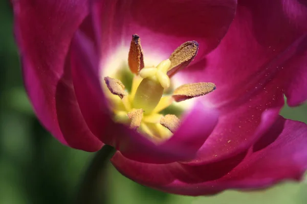 Frühling Tulpen Blumen Flora — Stockfoto