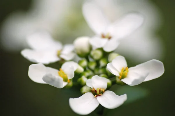 Effet Curatif Intestin Irritable Fleur Gousse Amère Est Prouvé — Photo