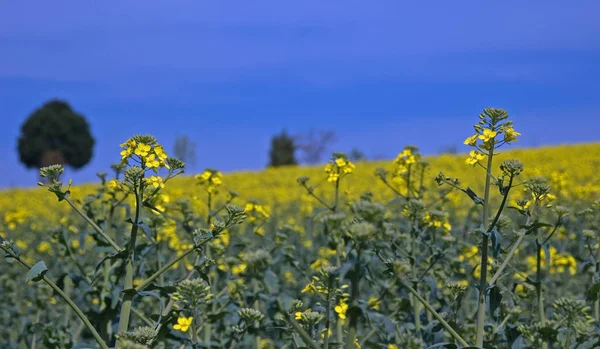 Agriculture Rape Field Yellow Plants — Stock Photo, Image