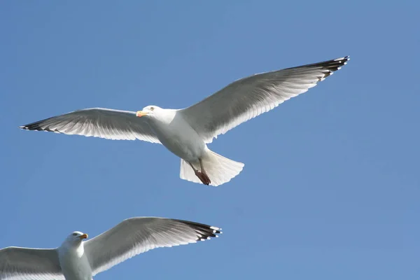 Vista Panorámica Hermoso Pájaro Naturaleza — Foto de Stock