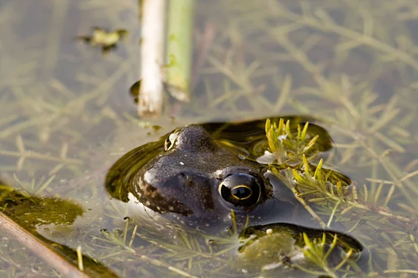양서류 개구리 — 스톡 사진