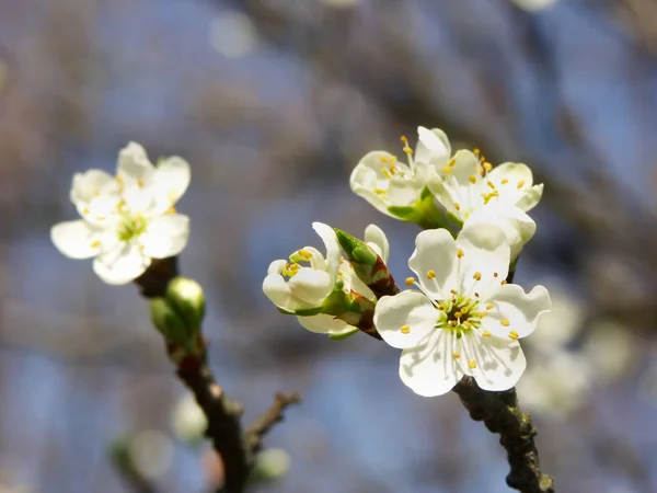 Frühlingsblumen Auf Einem Zweig — Stockfoto