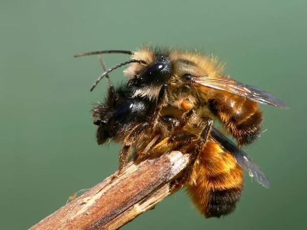 Bugün Bahçemde Yakalandım — Stok fotoğraf