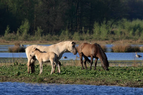 Erhalten Heute Morgen Einem Schutzgebiet Zwischen Venlo Und Roermond Niederland — Stockfoto