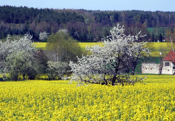 春桜の花が咲く — ストック写真