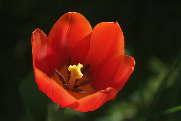 Όμορφες Τουλίπες Λουλούδια Πέταλα Χλωρίδα — Φωτογραφία Αρχείου