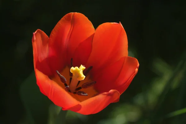 Belles Fleurs Tulipes Pétales Flore — Photo