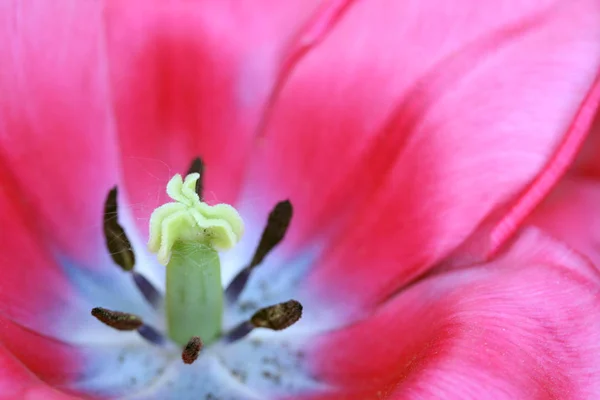 Vista Panorámica Hermosa Flor Tulipán — Foto de Stock