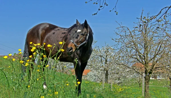 Habs Maar Een Andere Manier Kreeg Een Beetje Nog Steeds — Stockfoto