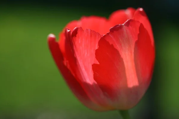 Vista Panorâmica Bela Flor Tulipa — Fotografia de Stock