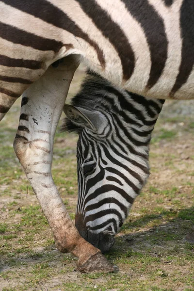 Animal Zèbre Rayé Noir Blanc Mammifère — Photo