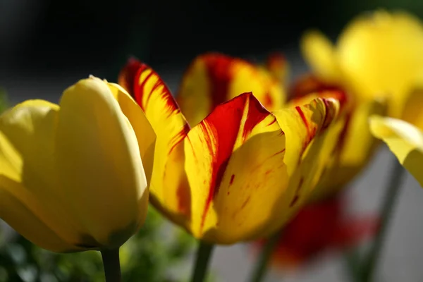 Цветущие Цветы Тюльпанов Лугу Весеннюю Флору — стоковое фото
