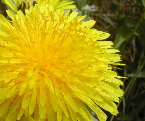 Primo Piano Vista Del Fiore Naturale Tarassaco — Foto Stock