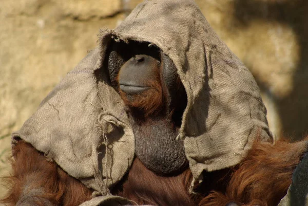 Después Sólo Cuarto Hora Espera Orang Vino Debajo Camuflaje Jute — Foto de Stock