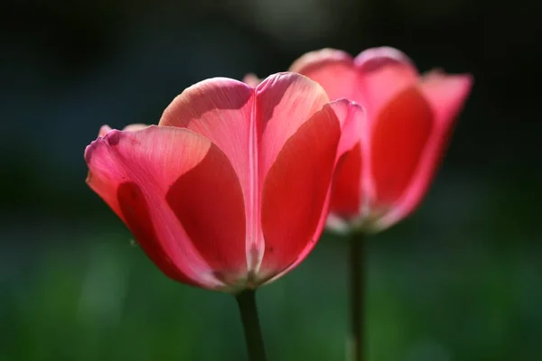 Tulipa Flores Pétalas Flora Primavera — Fotografia de Stock