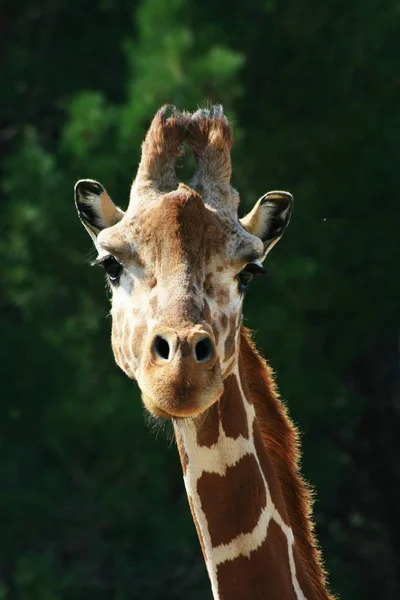 Animali Selvatici Flora Fauna Della Giraffa Bruna Natura — Foto Stock