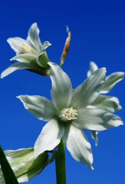 Bellissimi Fiori Sfondo Concetto Floreale — Foto Stock