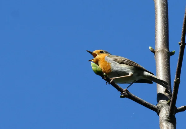 Vacker Utsikt Över Vackra Robin Fågel Naturen — Stockfoto