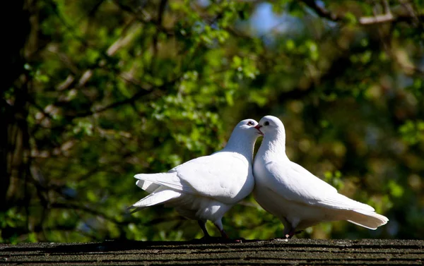 Vista Panorámica Hermoso Pájaro Naturaleza — Foto de Stock