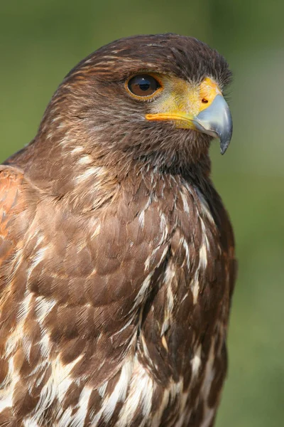 Vue Panoramique Sur Majestueux Prédateur Buzzard — Photo