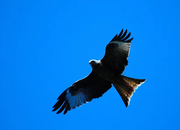 Schilderachtig Uitzicht Prachtige Vogel Natuur — Stockfoto